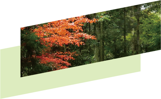 春日山原始林2