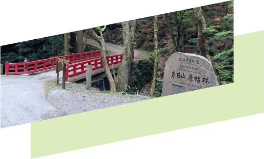 春日山原始林3